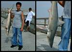 (15) pier montage.jpg    (1000x720)    307 KB                              click to see enlarged picture